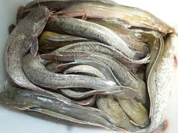 Poisson